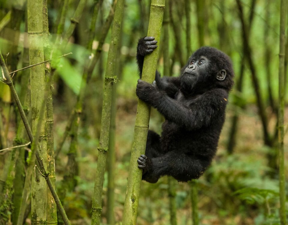 Gorilla Trekking