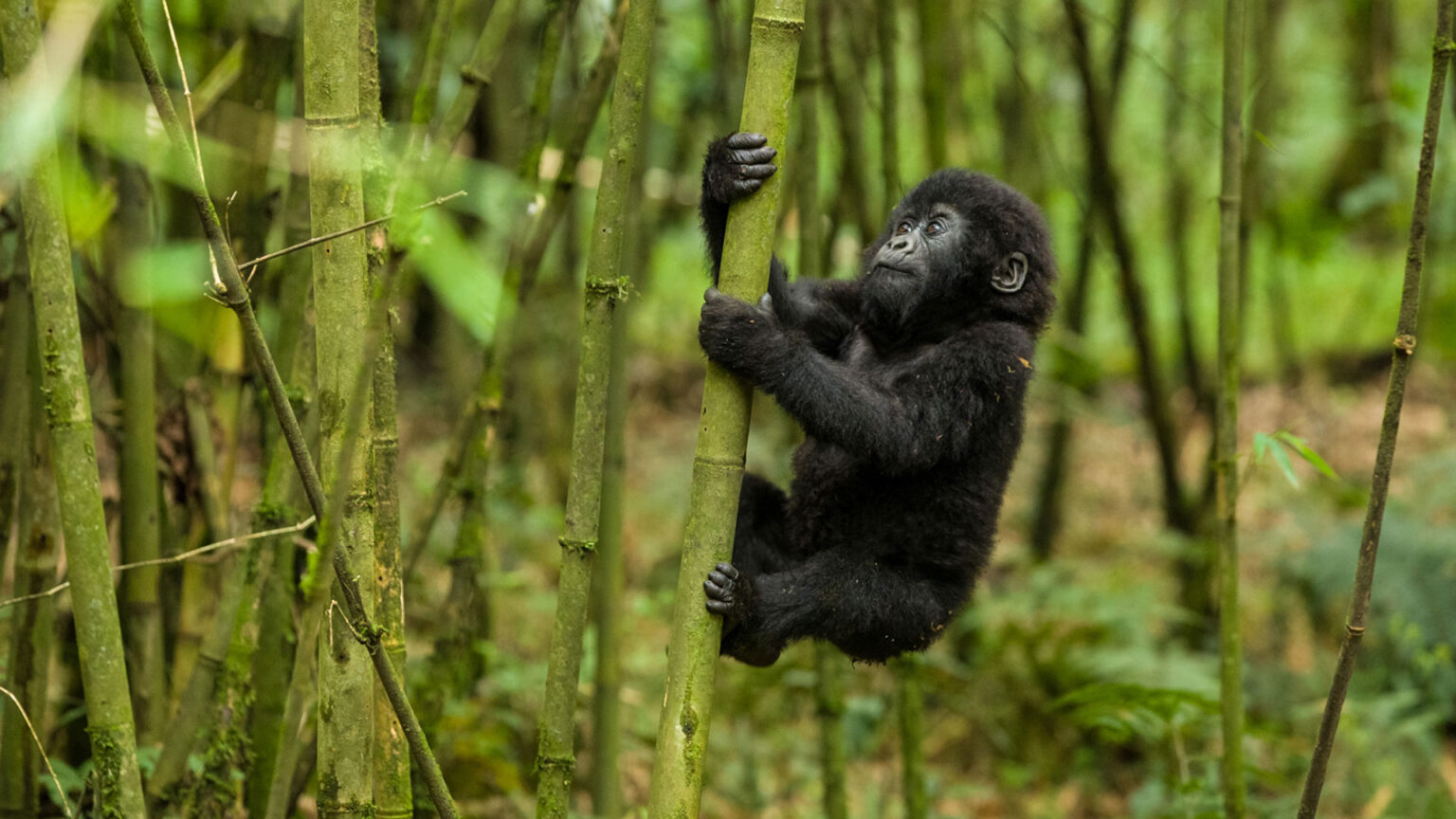 Gorilla Trekking