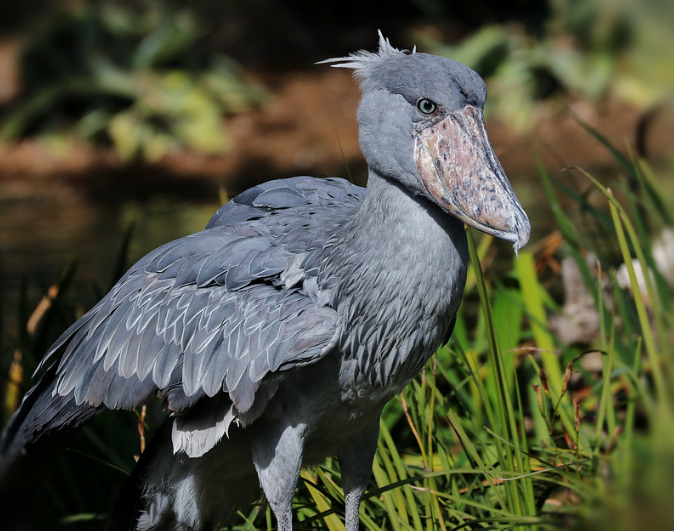 What is the Best Time to Visit Mabamba Swamp?