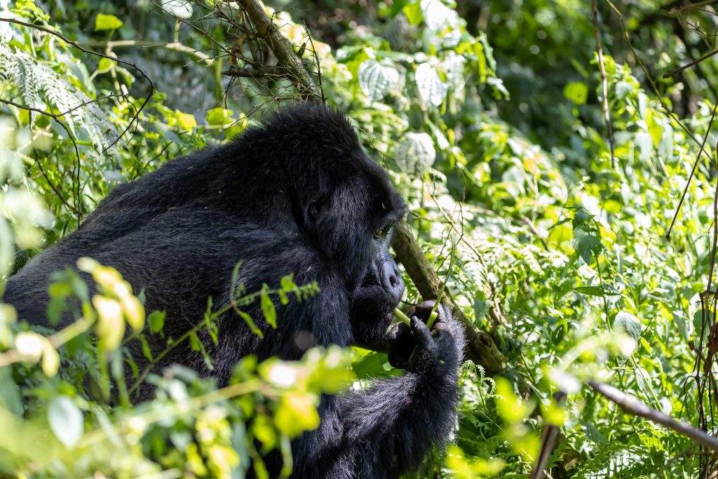 Silverback Food Do Silverback Gorillas Eat Meat?