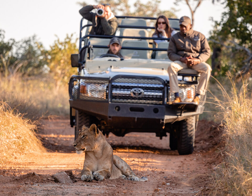 Do Game Drives Disturb Animals During Safaris