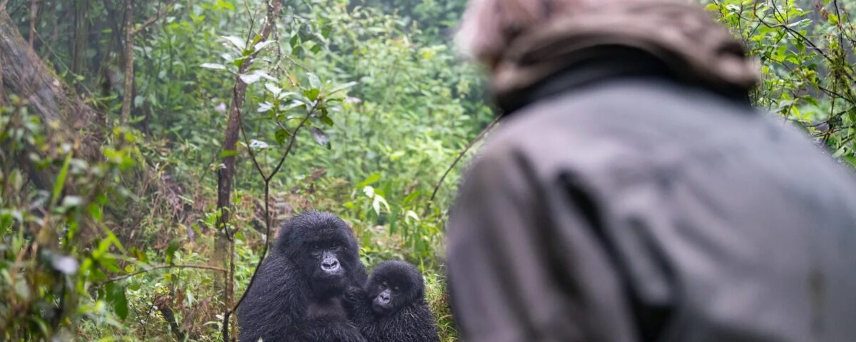 Can Older Travellers Go Gorilla Trekking?