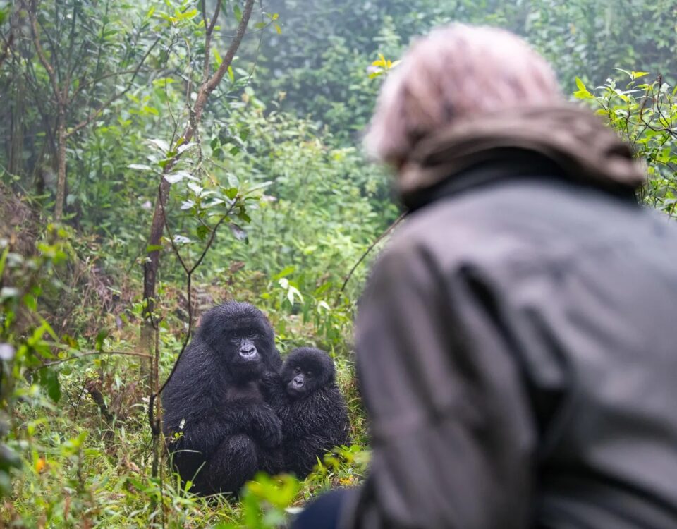 Can Older Travellers Go Gorilla Trekking?