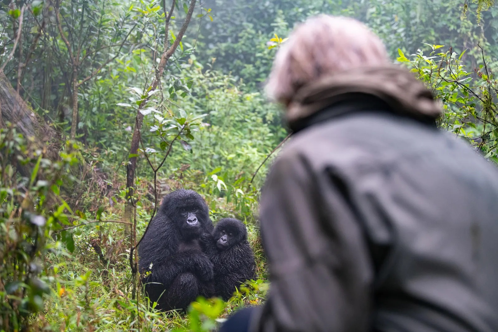 Can Older Travellers Go Gorilla Trekking?